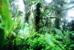 Rain Forest, Jungle, verdant, NBCV01P02_07
