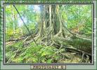 Rain Forest, Jungle, tree root, NBCV01P02_08B
