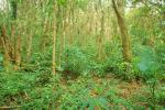 Rain Forest, Jungle, tree root, NBCV01P02_17.1271