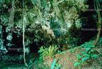 cave, mouth, rainforest, tree, rain, wet, Rainy, rain forest, fern, moss, path, NDCV01P02_13.1274