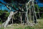 Banyan Tree, Roots, NDCV01P03_19.1274
