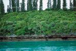 Tropical Pine Trees, Island, Coral Reef, NDCV01P05_05.1274