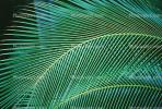 Palm Tree Fronds, texture, background, NDCV01P06_06