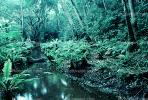 Rain Forest, Stream, babbeling brook, Ferns, NDCV01P07_02B