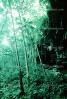 Rain Forest, Ferns, NDCV01P07_08