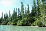 Tropical Pine Trees, Island, Coral Reef, NDCV01P07_12.1274