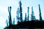 Tropical Pine Trees, Island, NDCV01P11_05