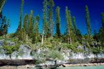 Tropical Pine Trees, Island, Coral Reef, Pacific Ocean, NDCV02P08_04.1276