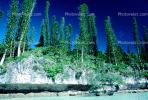 Tropical Pine Trees, Island, Coral Reef, Pacific Ocean, NDCV02P08_05