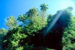 Trees, Rainforest, Island of Tahiti, NDPV01P03_05
