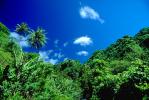 Trees, Rainforest, Island of Tahiti, NDPV01P03_08