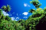 Trees, Rainforest, Island of Tahiti, NDPV01P03_09