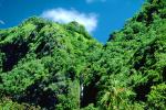 Trees, Rainforest, Island of Tahiti, NDPV01P03_11