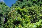Trees, Rainforest, Island of Tahiti, NDPV01P03_12
