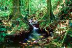 Stream, Tree Roots, jungle, Island of Moorea, Rain Forest, NDPV02P04_06