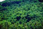 Palm Trees, Rain Forest, Island of Bora Bora, NDPV02P07_06