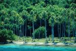 Palm Trees, Beach, Ocean, Water, Island of Bora Bora, Rain Forest, NDPV02P07_07.0676