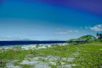 Beach, shore plants, Island of Bora Bora, NDPV02P07_18