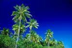 Palm Trees, Bora Bora, NDPV02P09_01