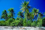 Palm Trees, Bora Bora, NDPV02P09_03