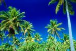 Palm Trees, Bora Bora, NDPV02P10_01.0676