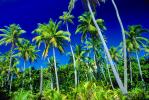 Palm Trees, Bora Bora, NDPV02P10_02