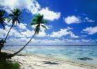 Palm Tree in the Sand, Beach, shadow, Island of Bora Bora, NDPV03P01_17