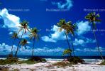 Palm Tree in the Sand, Beach, Island of Bora Bora, NDPV03P01_18.2566