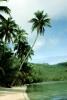 Palm Trees, Beach, Sand, Ocean, Forest, NDPV03P05_10