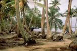 Palm Trees on the Beach, NDPV03P05_12