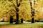 fall colors, autumn, tree, Trees, Vegetation, Flora, Plants, NEEV01P01_11.2850