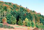 Forest, Woodlands, Mountain, autumn, NEGV01P01_16