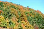 Forest, Woodlands, Mountain, autumn, NEGV01P01_17.0925