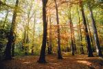 colorful Forest, Woodlands, autumn, Equanimity, NEGV01P01_19.0925