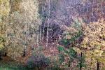 trees, forest, fall colors, autumn, NGLV01P01_09