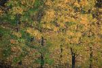 trees, forest, fall colors, autumn, NGLV01P01_13.0925