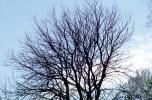 Bare Tree, NLIV01P04_02