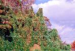 fall colors, Autumn, Trees, Vegetation, Flora, Plants, Colorful, Beautiful, Magical, Woods, Forest, Exterior, Outdoors, Outside, Rural, Kudzu, NLKV01P02_05