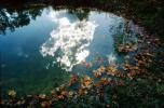fall colors, Autumn, pond, water, reflection, NLKV01P02_09