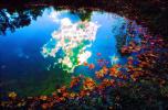Clouds Reflecting in a Pond, Water, Reflection, Autumn, NLKV01P02_09B