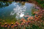 Clouds Reflecting in a Pond, Water, Reflection, Autumn, NLKV01P02_11.0926