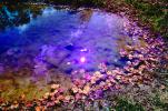 Clouds Reflecting in a Pond, Water, Reflection, Autumn, NLKV01P02_16.0926