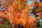tree, fall colors, Trees, Vegetation, Flora, Plants, Colorful, Beautiful, autumn, NLKV01P04_11.0624
