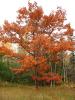 Autumn Colors, tree, NLMD01_001