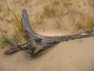 Driftwood, sand, Beach, Plants, Grass, coast, coastal, NLMD01_016