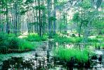 Swamp, Bayou, Water, Trees, wetlands, NMLV01P03_04