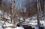 Snow, ice, stream, forest, deciduous, NMTV01P01_06