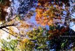 Woodlands, trees, fall colors, autumn, Vegetation, Colorful, Magical, Woods, Forest, Exterior, Outdoors, Outside, NMTV01P04_07