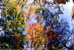 Woodlands, trees, fall colors, autumn, Vegetation, Colorful, Magical, Woods, Forest, Exterior, Outdoors, Outside, NMTV01P04_08