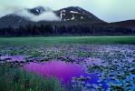 Lake, Hyacinth, water, mountains, wetlands, NNAV02P11_04